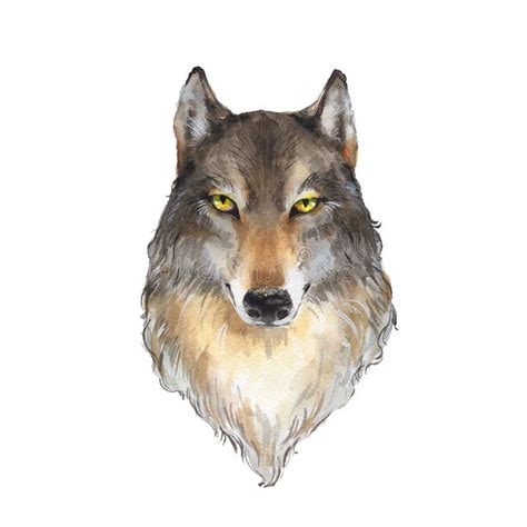 Wolf Watercolor Illustration Stock Illustration Illustration Of