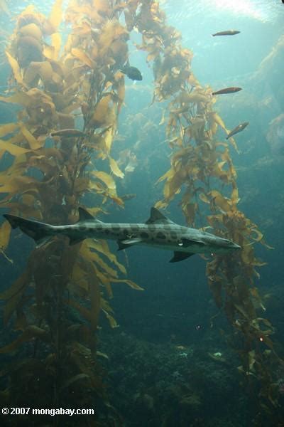 Leopard Shark Triakis Semifasciata In A Kelp Forest