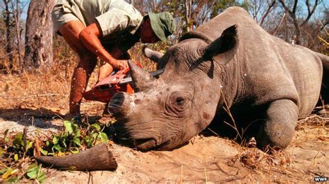 Rhino Poaching In South Africa Reaches Record Levels Bbc News