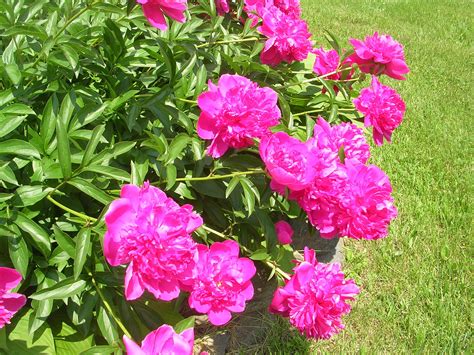 How To Grow Peonies Growing And Caring For Peonies