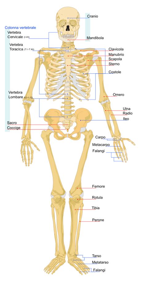Scheletro Anatomia Umana Wikipedia Scheletro Umano Anatomia
