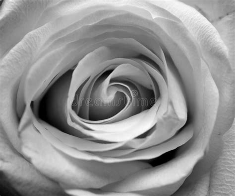 Close Up Of White Rose Black And White Stock Image Image Of Garden