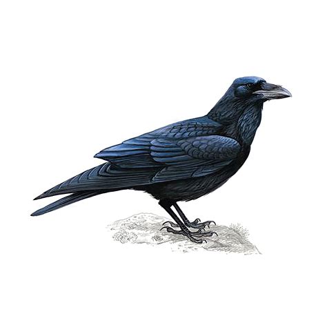 Common Raven Bird Facts Corvus Corax