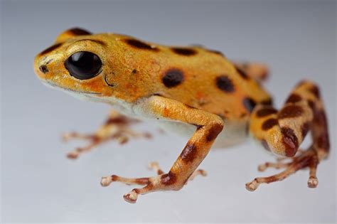 Gorgeous Rainbow Frogs Come In Different Colours On Every Island New Scientist Poison Arrow