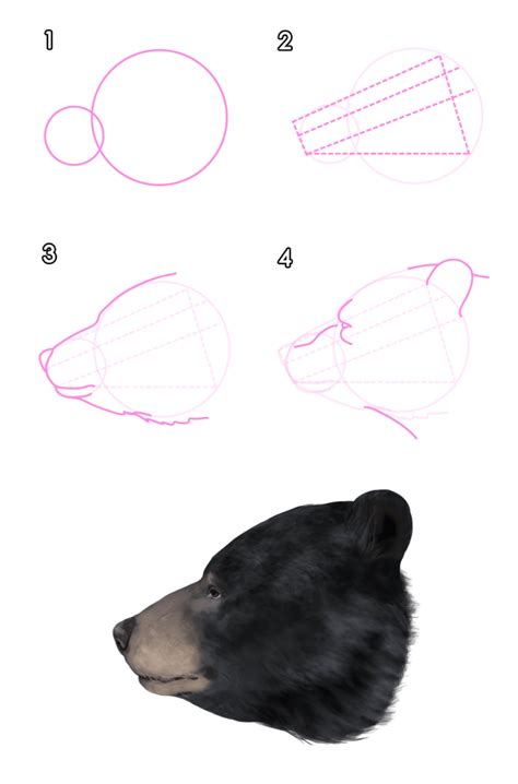 How To Draw Animals Bears And Pandas And Their Anatomy