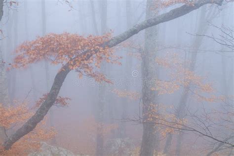 Mysterious Foggy Autumn Forestt Stock Photo Image Of Bright