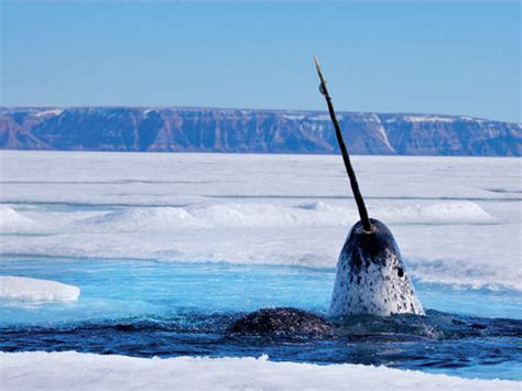 From Narwhals To Killer Whales Visit These Destinations To Explore