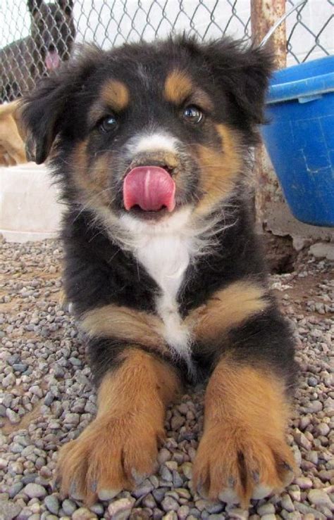 Since they are a sporting breed, they require daily exercise. 1000+ images about Australian shepherd mix on Pinterest