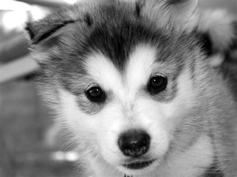 Looking for the best wallpapers? 40 Siberian Husky Puppies Pictures to give you Watery Eyes ...