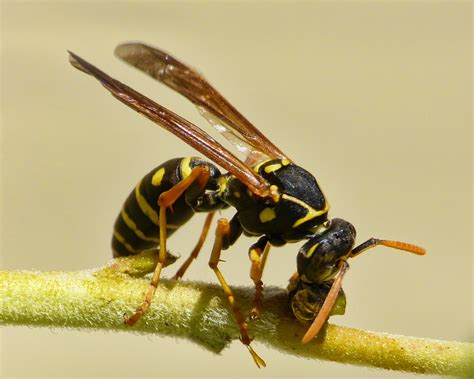 What is the difference between predation and parasitism? 3 Best Wasp Control Methods - ABC Humane Wildlife