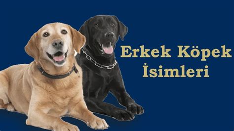 Dişi ve Erkek Köpek İsimleri e Evcil