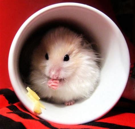 15 Cups Of Animal Cuteness Cute Hamsters Hamster Funny