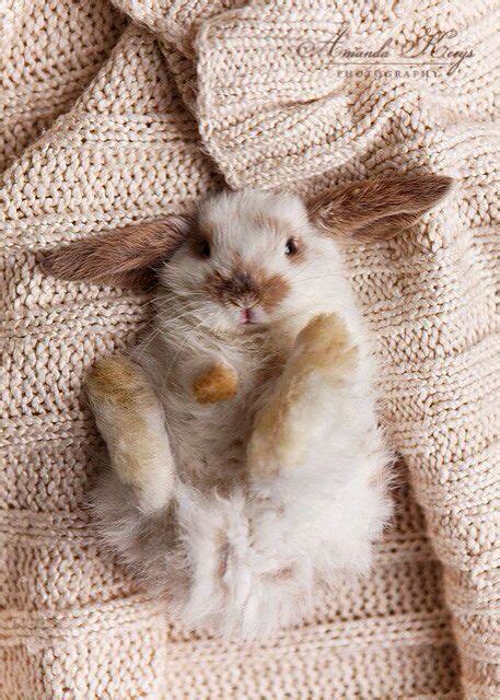 Bunny Rabbit Lying On Its Back On A Blanket 귀여운 아기 동물 아기 동물 귀여운 동물 사진