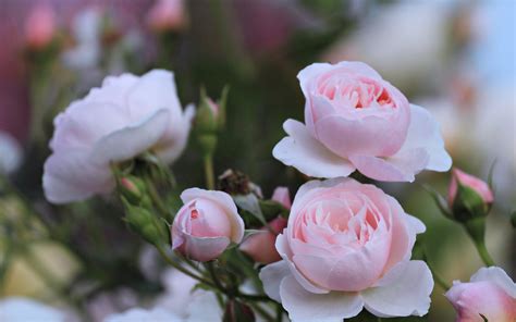 Rose Flowers Wild Spring Landscape Love Romance Life Beauty