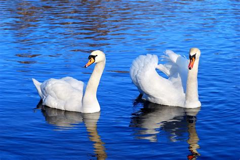 Seven Swans-a-Swimming