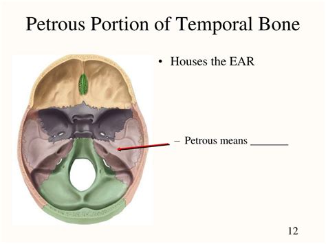 Mastoid Part Of Temporal Bone