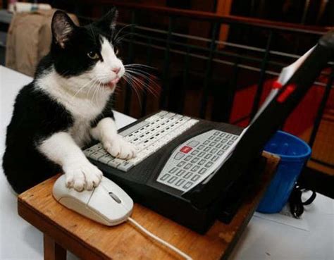 Animals Using Computer
