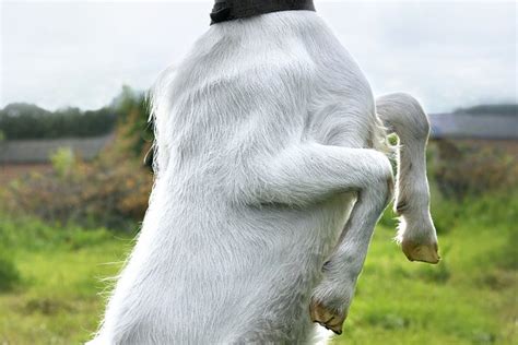 White Goat Standing On Hind Legs High Quality Animal Stock Photos