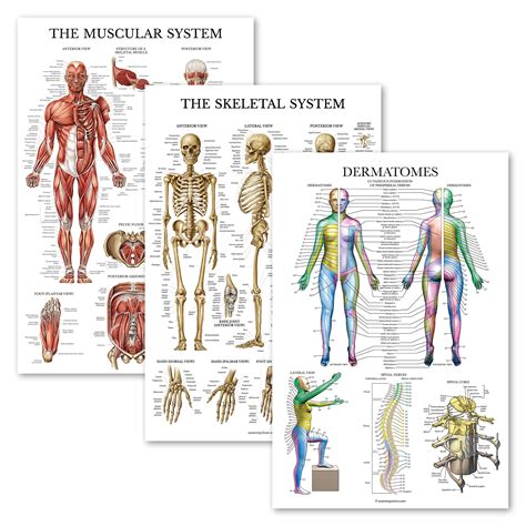 Buy 3 Pack Muscle Skeleton Dermatomes Anatomy Poster Set