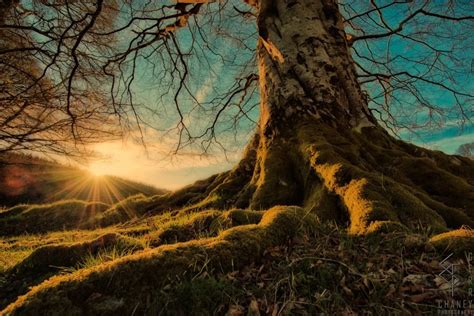 Celtic Mythology Five Sacred Guardian Trees Of Ireland