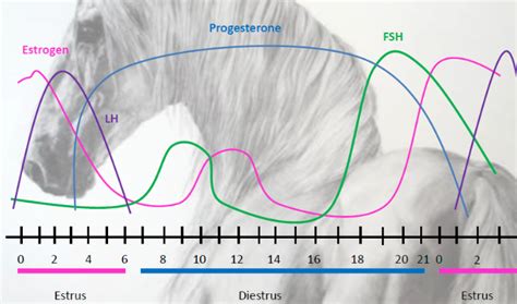 Ciclo Estral En La Yegua