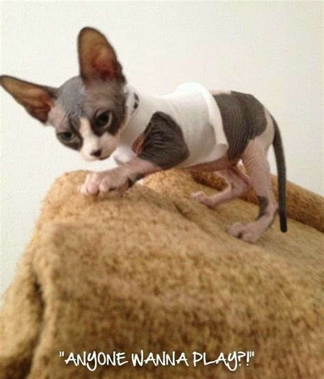 Sphynx Kitty Tap The Link Now The Best Cat Products We Found