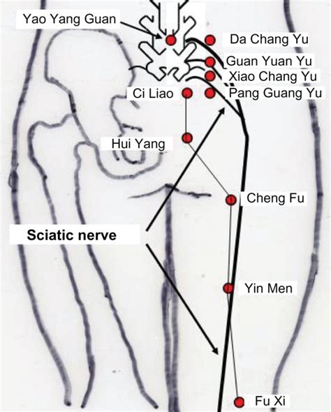 The Sciatic Nerve And Some Acupuncture Points Download Scientific