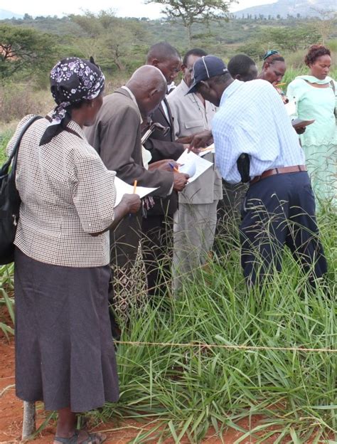 Exploring Brachiaria The “wonder Grass” In Eastern Africa Beca Ilri