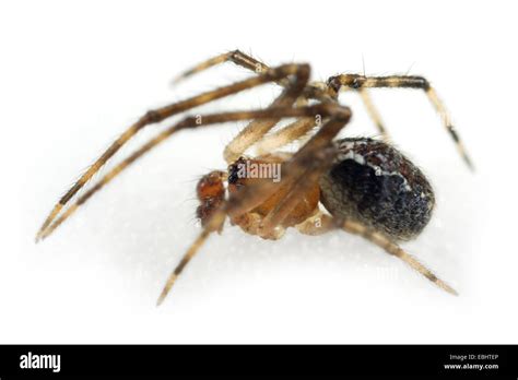 Spider Foot Close Up Hi Res Stock Photography And Images Alamy