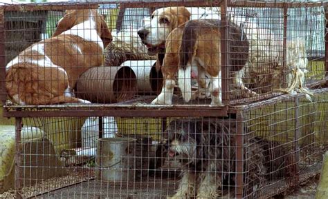 Bitter Truth Behind Puppy Mills In India | Does It Affect Our Society?