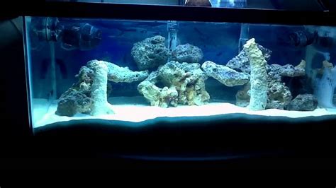 20 Gallon Reef Tank Aqua Scape Day 3 Youtube