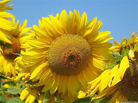 Beautiful Pictures Of Sunflowers Incredible Snaps