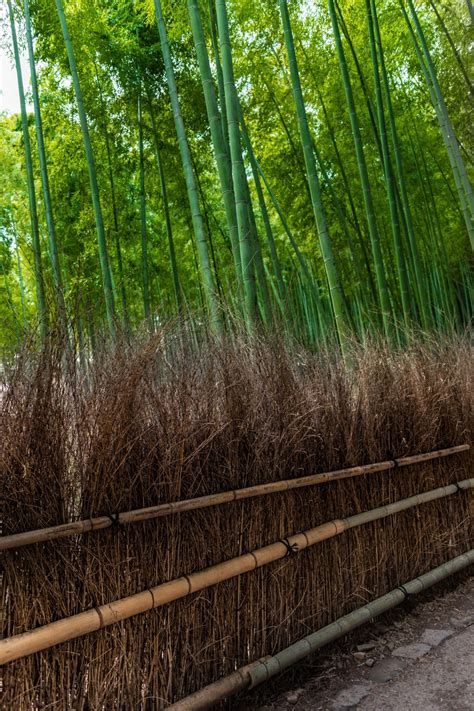 Visiting Arashiyama Bamboo Grove In Kyoto Japan Annie Fairfax