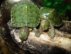 They don't interact much with humans. Turtles As Pets Information and Facts