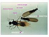 Pictures of Termite Photos Flying Ants