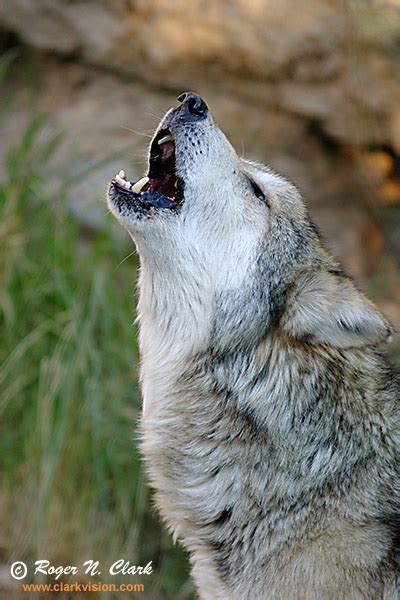 Clarkvision Photograph Mexican Grey Wolf Howling