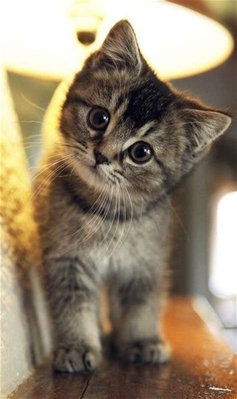 Super Cute Kitten Crazy Cat Lady Pinterest
