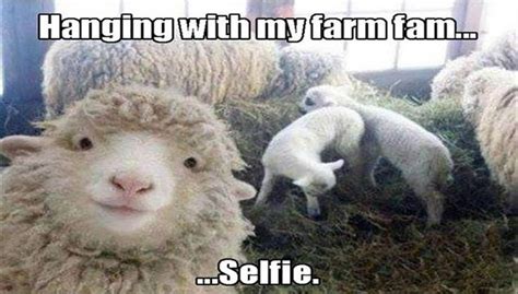 15 Sheep Memes Will Have You Giggling All Day Funny Animals Funny