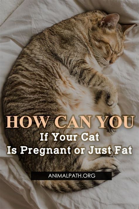 How to tell if a cat is pregnant 2 how many kittens can she give birth to? Pin on Cats - General