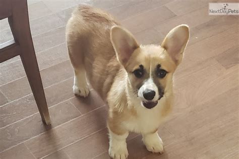 In addition, there are two these corgi puppies were historically used as herding dogs mostly for cattle. Joolie: Corgi puppy for sale near San Diego, California ...
