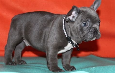 See our terms page for details. Gorgeous well trained French Bulldog Puppies for Adoption ...
