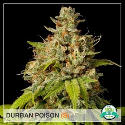 Durban Poison The Social Weed