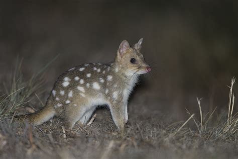 Eastern Quoll Dasyurus Viverrinus Bruny Island Tasmania Flickr