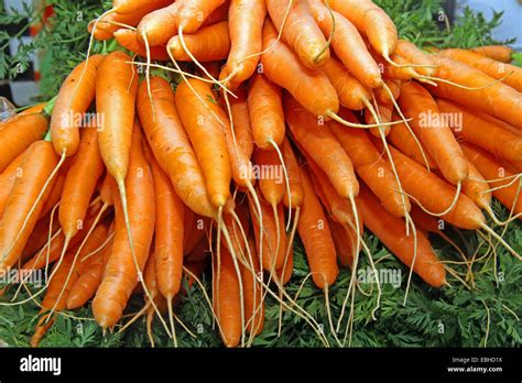 Carrot Daucus Carota Subsp Sativus Daucus Carota Var Sativus Stock