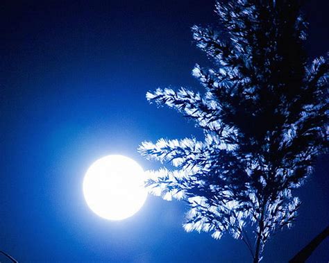 Bright Moon Bright Tree Moon Blue Hd Wallpaper Peakpx