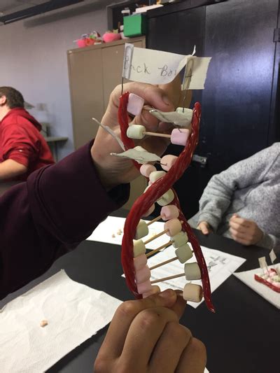 Acquire the chapter 8 from dna to proteins connect that we meet the expense of here and check out the link. Chapter 8 From DNA to Proteins - MARLER'S SCIENCE SPARK