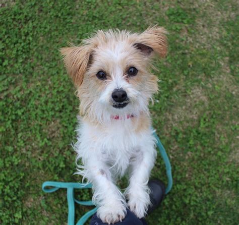 Tilly Small Female Terrier Mix Dog In Wa Petrescue