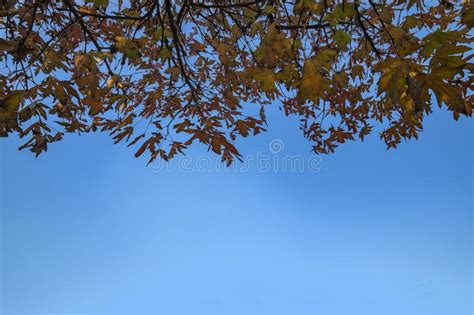 Maple Tree Leafs On Blue Sky Stock Photo Illustration Of Available