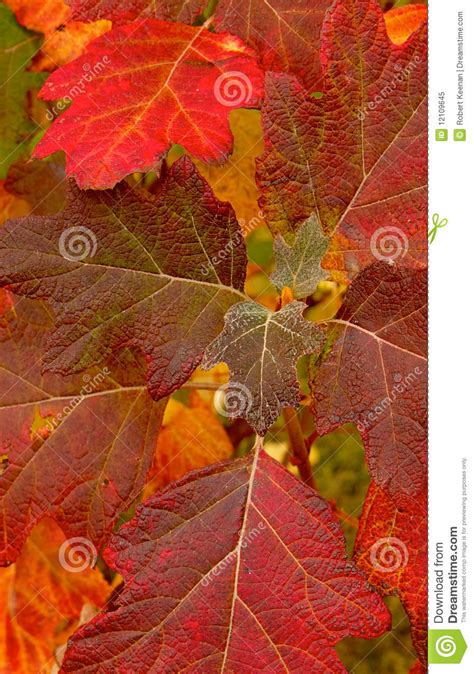 Close Up Fall Leaves Royalty Free Stock Photo Image