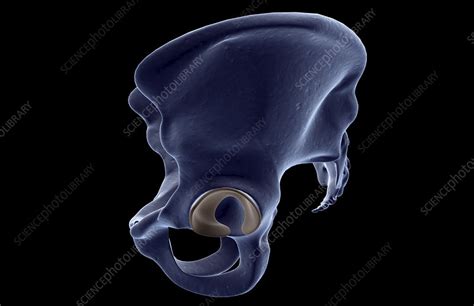The Bones Of The Pelvis Stock Image F0017809 Science Photo Library